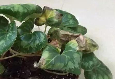 花朵中的死亡（探索以花朵代表死亡的象征意义）