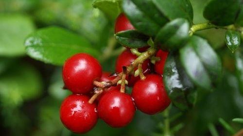 蔓越莓的季节成熟上市时间及营养价值（了解蔓越莓的产地、生长条件和采摘时间）