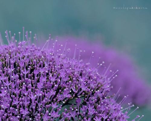 花语浅谈（寄托思念之情）