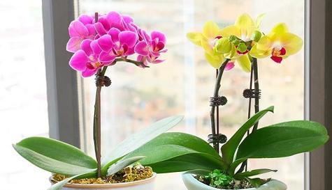 花语浅谈（寄托思念之情）