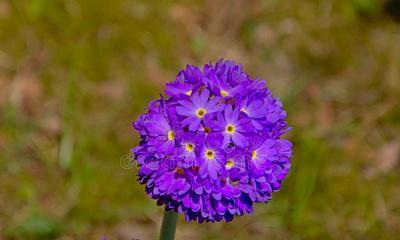 新生之花——以菊花代表新生（探寻菊花的新生之美）