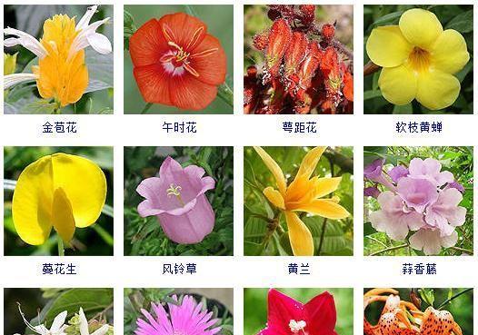 一生一世，花开不败（以百合花代表长久的爱情）