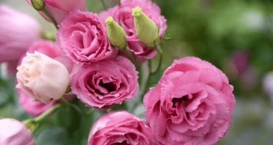 永恒的象征——玫瑰花（探究玫瑰花的永恒之美）