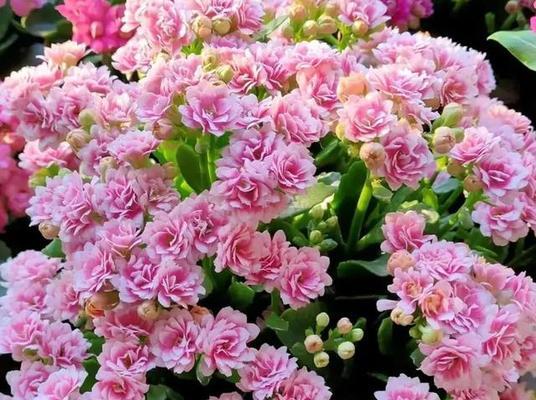 友情长久如花盛开（以什么花代表友情长久）