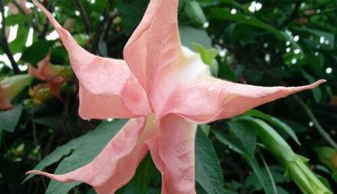 曼陀罗花的室内养殖（美丽不凋谢的花朵）