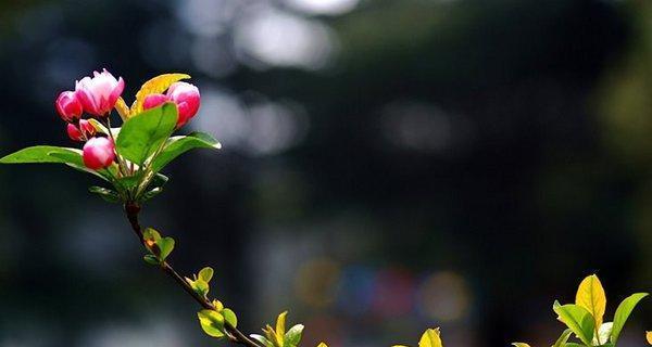 花开宽恕，心谊绽放（以罂粟花象征原谅的力量）