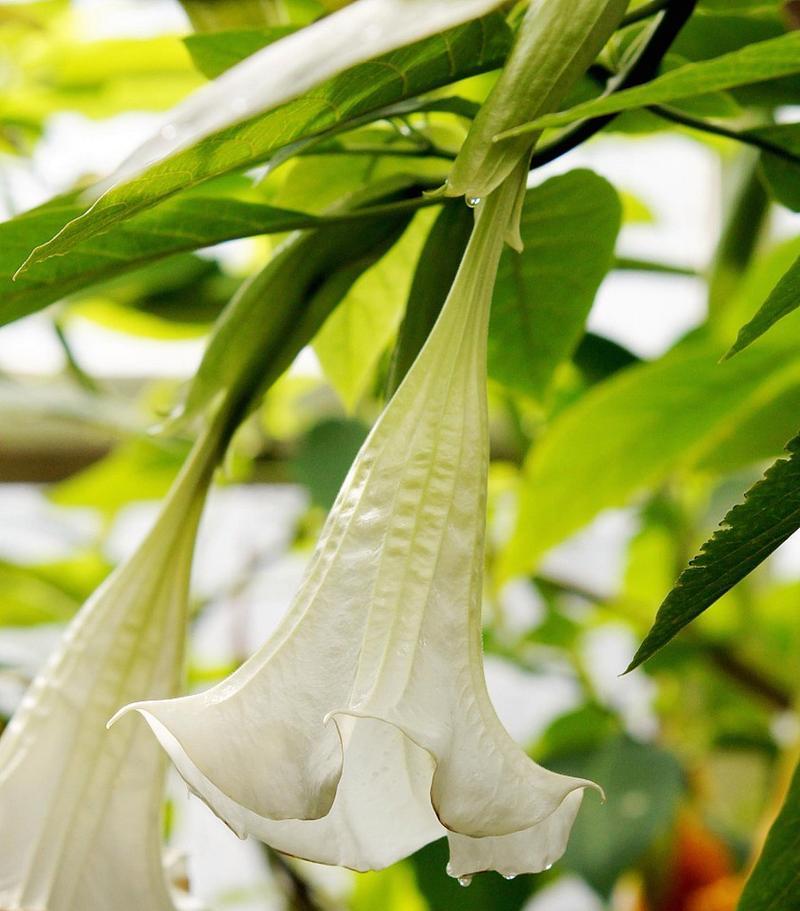 曼陀罗之美——花期与开花时间详解（探秘神秘的曼陀罗）