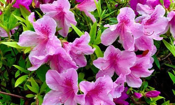 魅力花园——迷人的花朵与其独特魅力（以魅力为主题的花朵）