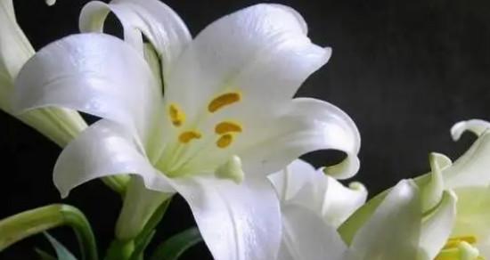 爱的花语——以玫瑰花为主题的浪漫故事（用爱之花述说心动时刻）
