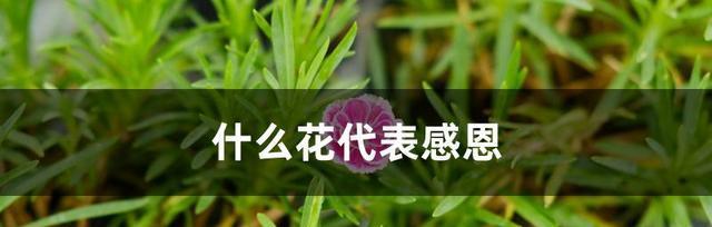 爱情花语（用一束花诉说爱意）