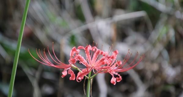 曼珠沙华花谢怎么办（教你如何应对曼珠沙华花谢期）