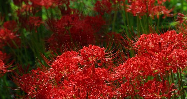 曼珠沙华种植技巧（月份选择及注意事项）