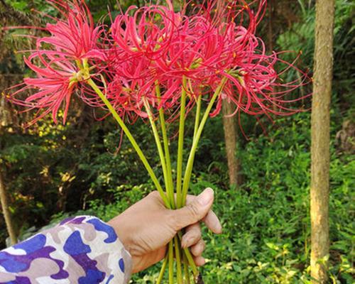 曼珠沙华种植技巧（月份选择及注意事项）