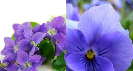 安全之花（以牵牛花为象征的安全花语）