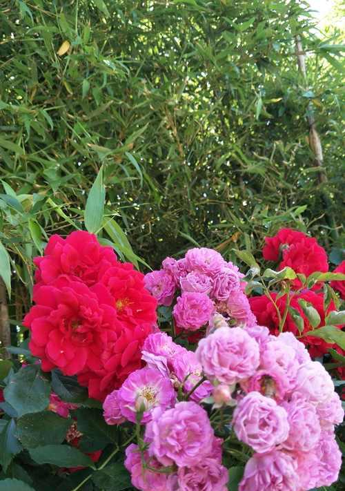 安全之花（以牵牛花为象征的安全花语）
