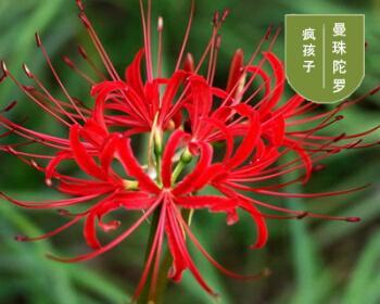 室内种植曼珠沙华的方法与注意事项（了解曼珠沙华的生长习性）