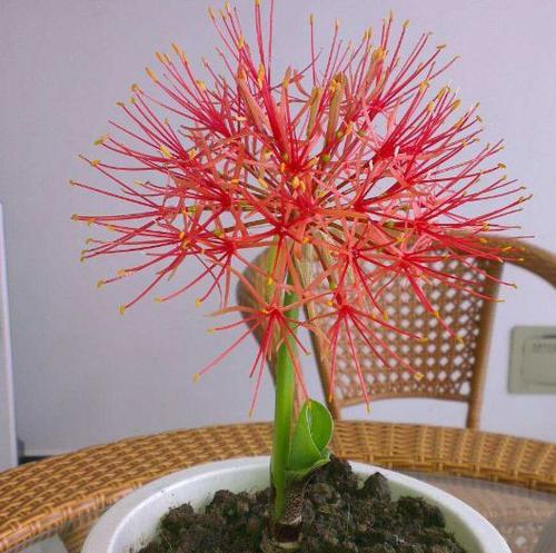 曼珠沙华的生长环境（探寻这朵神秘花的生长地）