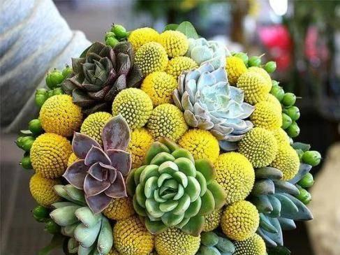 傲娇花语（以菊花花语为例解读傲娇的含义）