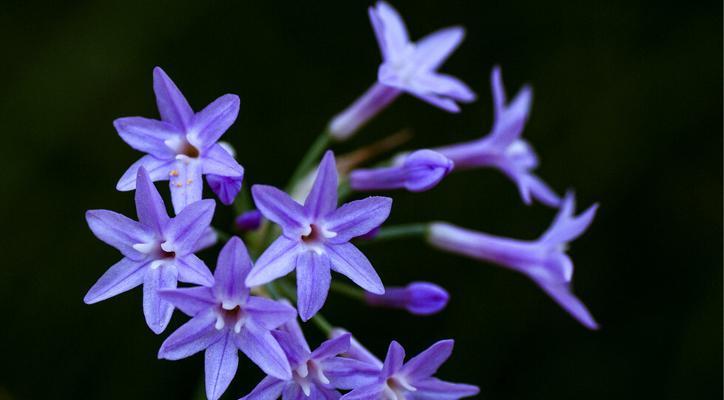 傲娇花语（以菊花花语为例解读傲娇的含义）