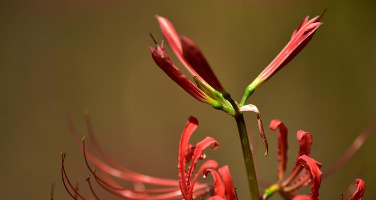 探寻曼珠沙华的多彩世界（揭秘曼珠沙华花园的五彩斑斓）