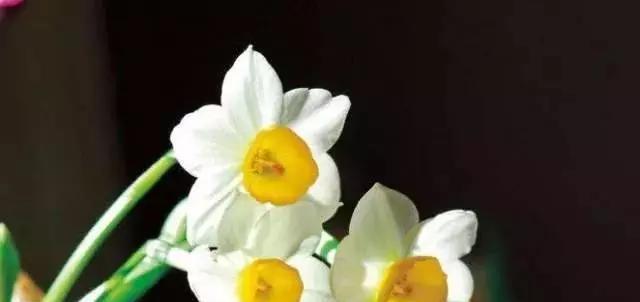 悲伤之花语——以风信子为主题（哀伤与慰藉）