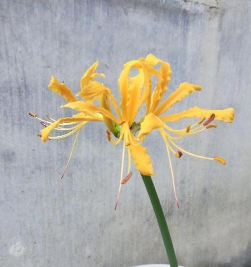 如何培养曼珠沙华开花（掌握这些技巧）