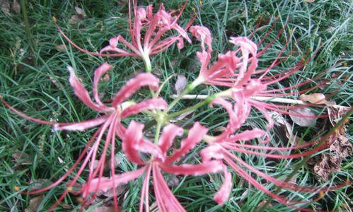 如何培养曼珠沙华开花（掌握这些技巧）