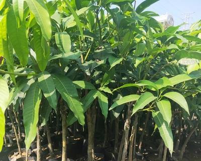芒果北方种植的可行性分析（探究芒果在北方种植的优劣势及应对方法）