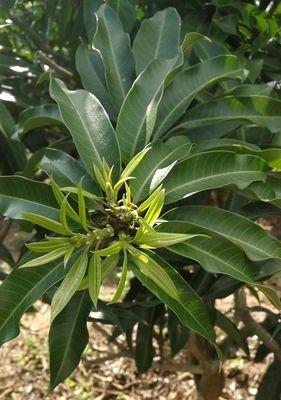 芒果催花时间和方法（掌握催花技巧）