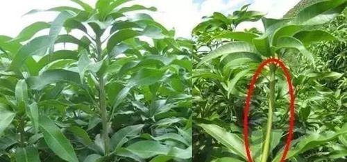 芒果生长周期与养护之道（从花期到成熟）
