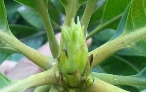 芒果的开花结果周期（多久能开花结果？了解芒果生长周期）