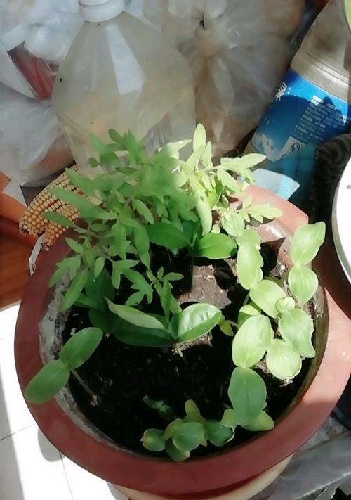 芒果发芽了能否食用（探究芒果发芽对人体的影响）