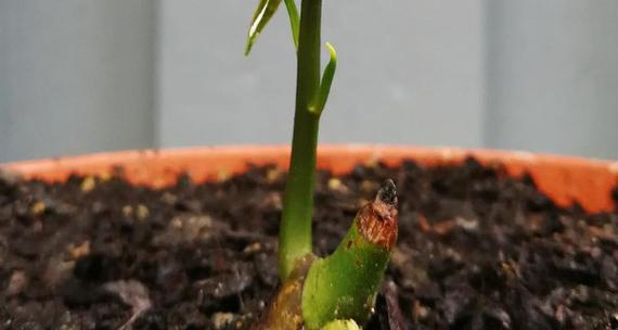 芒果发芽了能否食用（探究芒果发芽对人体的影响）