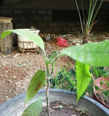 芒果发芽了能否食用（探究芒果发芽对人体的影响）