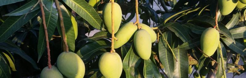 了解芒果成熟时间，享受美味果实（了解芒果成熟时间）