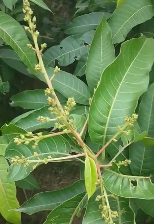 芒果开花结果时间表（了解芒果的开花结果时间）