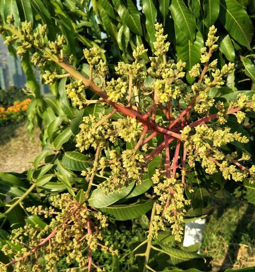 芒果开花时间（探究芒果树开花的季节及影响因素）