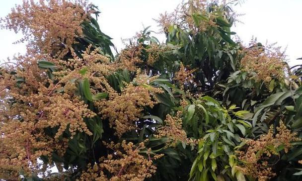 芒果的低温耐受性剖析（探究芒果耐受多少度低温的关键因素）