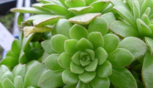 花开堕落——以曼陀罗花的花语为主题的文章（沉溺与堕落）