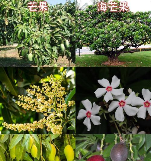 芒果生长环境条件及特点（探究芒果生长的最佳条件和特征）