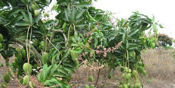 芒果生长环境条件及特点（探究芒果生长的最佳条件和特征）