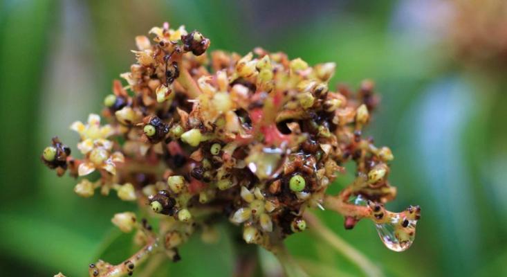 芒果开花结果的季节（解密芒果生长周期及关键因素）
