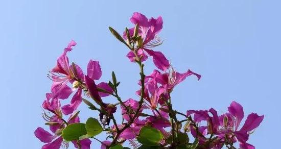 疯狂之花（探寻紫罗兰的疯狂花语）