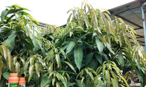 如何提高芒果嫁接成活率（掌握嫁接技巧）