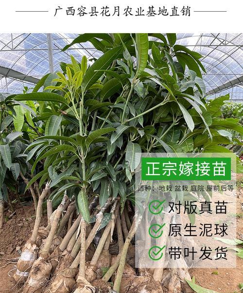 如何提高芒果嫁接成活率（掌握嫁接技巧）