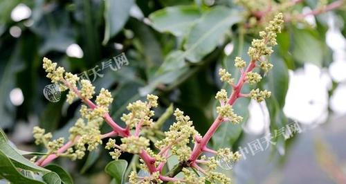 芒果开花结果全解析（探究芒果的开花和结果时间以及影响因素）