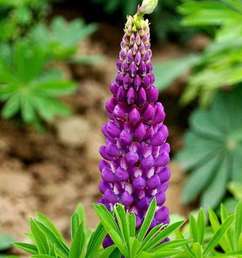 父爱如山（以菊花为象征的父爱）