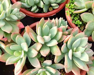 芒果是一种双子叶植物吗（探寻芒果的植物学特征）