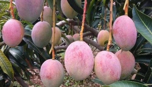 芒果——热带果树的代表（了解芒果的历史）