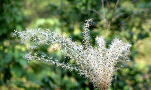 芒果——热带果树的代表（了解芒果的历史）